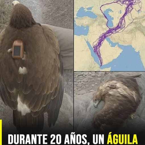 Un águila Voló Durante 20 años? La Verdad detrás de esta Historia