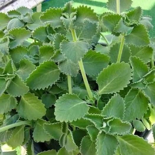 Orégano Orejón:  Beneficios y Como Consumirlo de Forma Segura